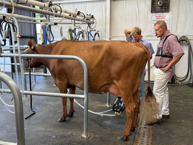 Ethan Frederick, left, and Brad Arthur, both of Sumner, stand by as a cow is milked in the dairy barn parlor on Thursday, Aug. 7 at the Iowa State Fair. The parlor was reopened this year after being closed last year due to Avian flu.