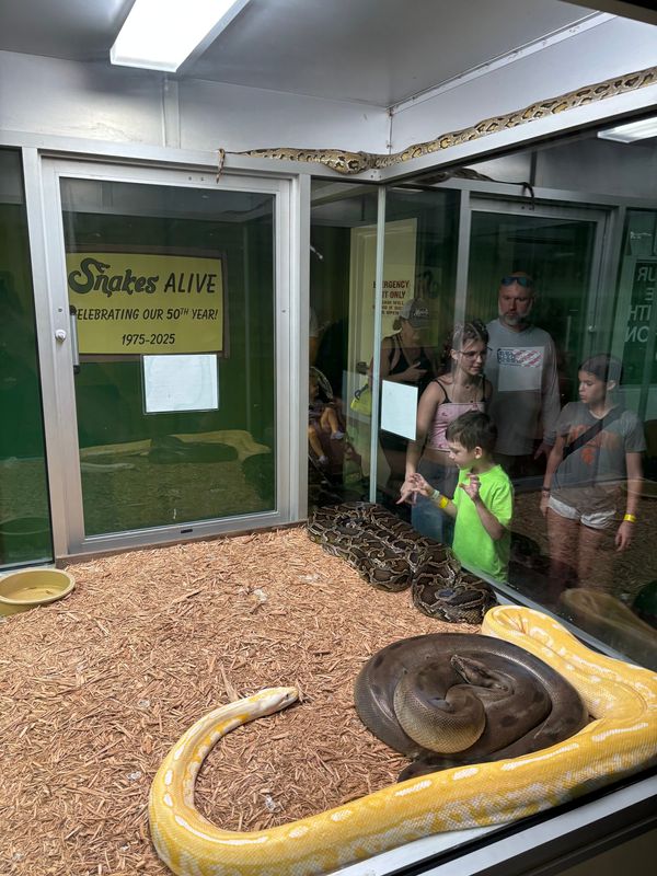 A young spectator gets a close look at a boa constrictor in the Snakes Alive exhibit at the Iowa State Fair on Aug. 11, 2025.