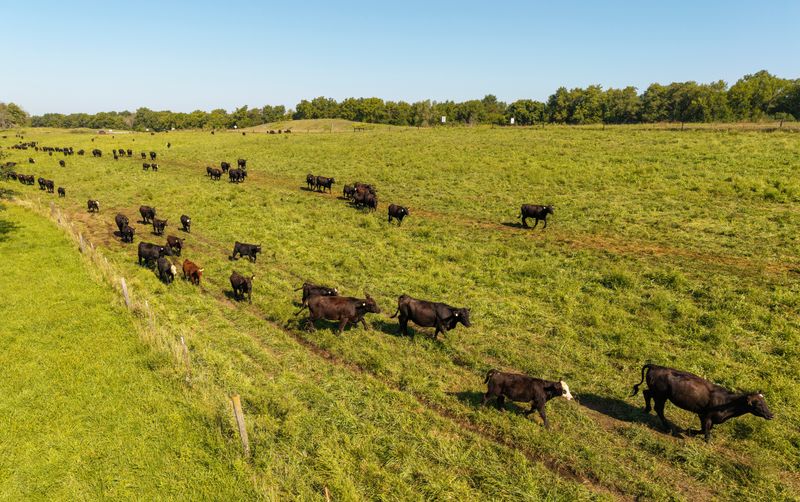 Cattle graze in a field at the Amana Colonies, Aug. 28, 2025.