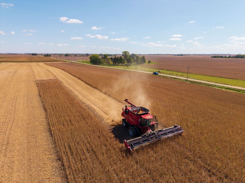 David Weaver harvests soybeans from a field near Rippey, Sept. 25, 2025.