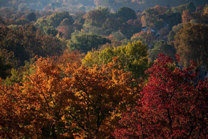 Trees and fall foliage on Oct. 24, 2024, in Lancaster, Ohio.