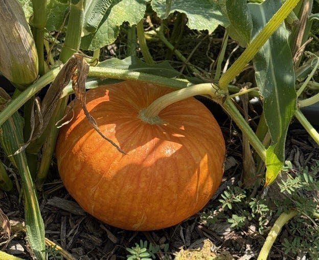 A pumpkin grown in the Iowa City High School garden.