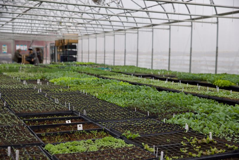 Global Greens farmers used Dogpatch Urban Gardens' greenhouse last year to grow their crops.