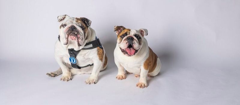 Griff II, left, poses with 9-month-old Griff III, who will take over as Drake University's live mascot in May 2026.