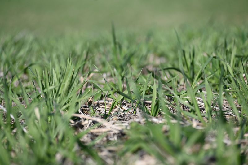 Conservation practices like planting cover crops, seen here, help hold nitrogen fertilizer in place.