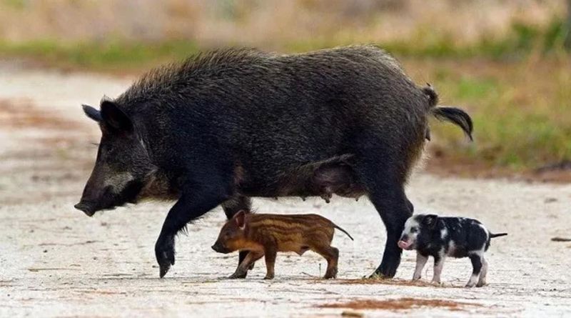 Feral pigs can carry psuedorabies, which threaten U.S. commercial operations.