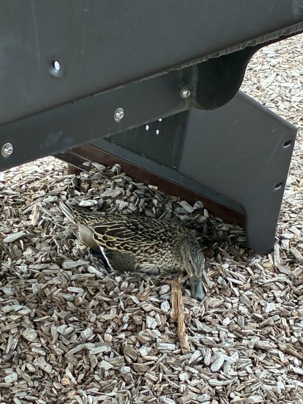A mallard duck was found nesting under the playground in Centennial Park in Ankeny on Tuesday, April 14.
