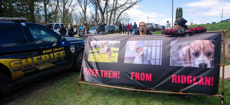 Some of the 1,000 activists gather outside medical research dog breeder Ridglan Farms Saturday, April 18, 2026 in rural Dane County near Blue Mounds, Wisconsin. Ridglan Farms is licensed by the state as a dog breeding operation. It breeds thousands of beagles and sells them to laboratories for medical and scientific testing and has operated for nearly 60 years.