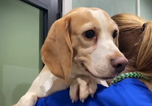 A beagle rescued from a research lab arrives at Big Dog Ranch in Loxahatchee, Fla.