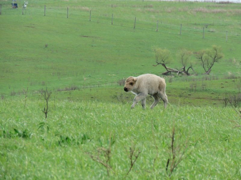 A rare white bison calf wanders at Neal Smith National Wildlife Refuge near Prairie City in May 2026.