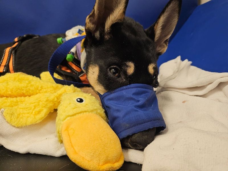 Honey, the puppy saved at Iowa State University's Hixson-Lied Small Animal Hospital, on the road to recovery.