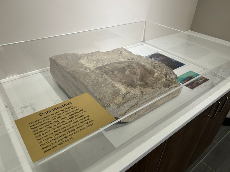 A fossil of a bony plate of the Dunkleosteus, a prehistoric fish the size of a school bus, sits in a display box at the renovated Coralville Lake Visitor Center May 11, 2026. After the flood of 1993, researchers found the fossil near the lake. The $6 million Visitor Center renovation project did not include money for exhibit development.
