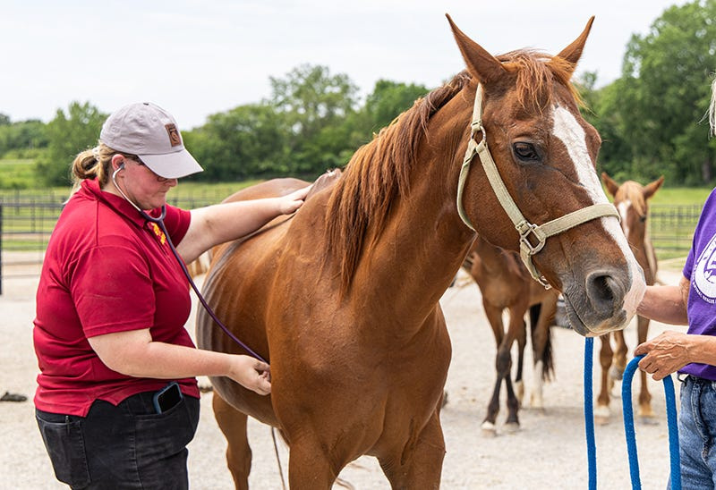 Twenty equines were rescued from poor conditions across multiple properties associated with one owner. One horse was euthanized.