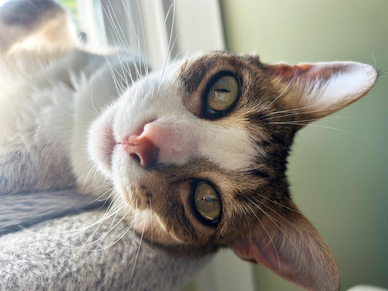 Aayla is a six-year-old domestic shorthair cat living it up in central Missouri. She's not eligible for the Register's contest, but your cat might be!
