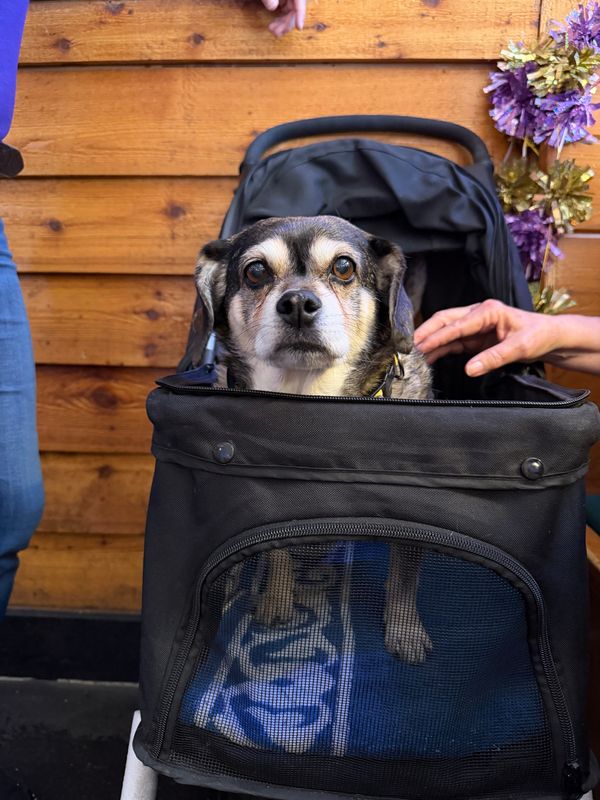Judy and Mike McNamara's rescue dog, Andy, looks at the camera. The couple adopted him three years ago on a visit to Kentucky.