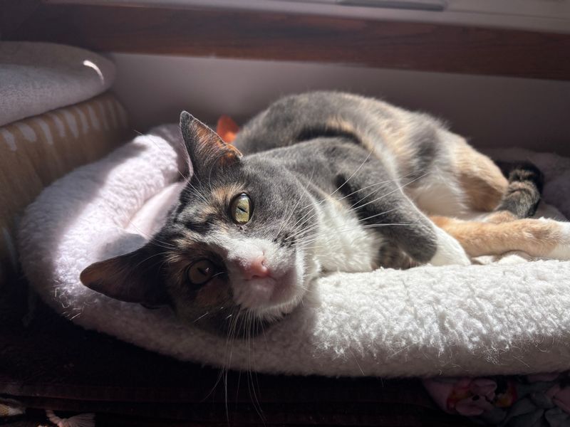 Iowa cat Juniper loves being chased and hanging out in windowsills.