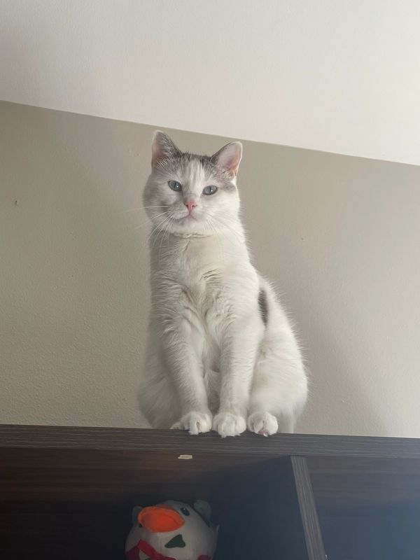 Mayonnaise the cat sees all from her glorious perch, where she likes to conduct her business during Teams calls.