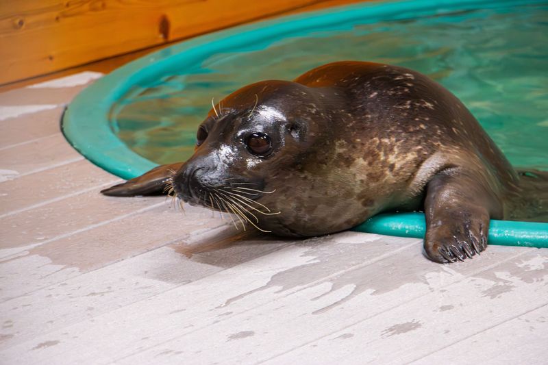 Walnut, a harbor seal from California, was successfully shipped via FedEx from Los Angeles to Omaha before continuing on to the Blank Park Zoo on June 9, 2026.