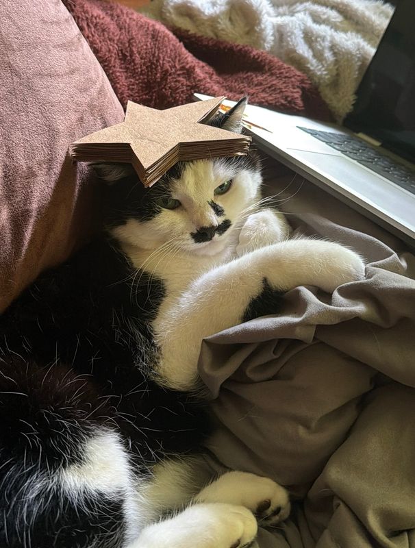 Ms. Frida Pawlo enjoys a relaxing afternoon lounge from the remote office in Springfield, Missouri. Between naps, she is currently mastering the use of AI to assist in the feline takeover of the world — or more snugs, either one.