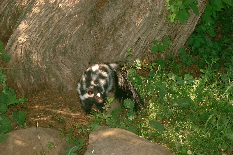 A plains spotted skunk is seen in Arkansas in September 2023. The U.S. Fish and Wildlife Service is considering classifying the skunk as endangered.