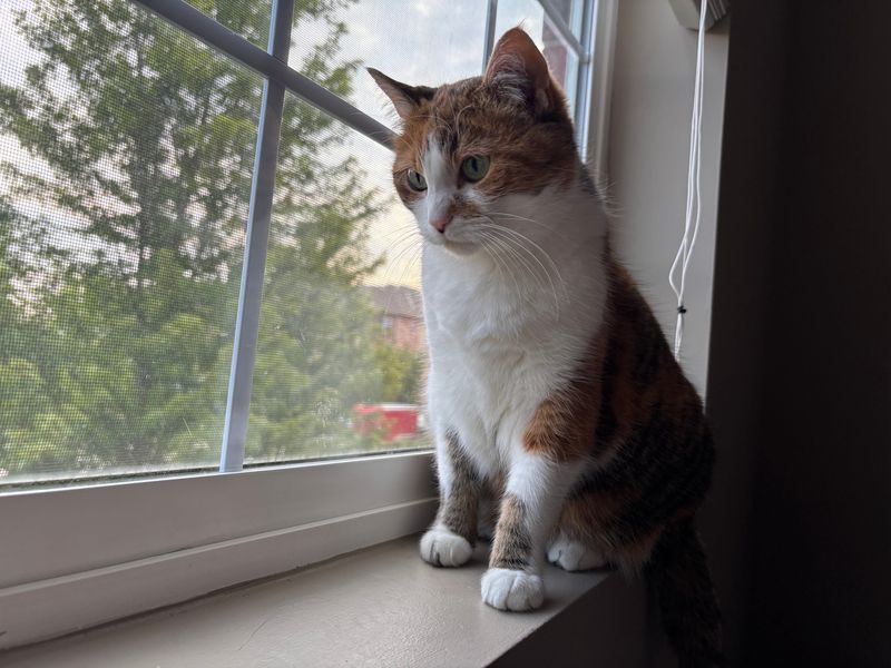 Butternut is an Iowa cat who loves her human Kyle.