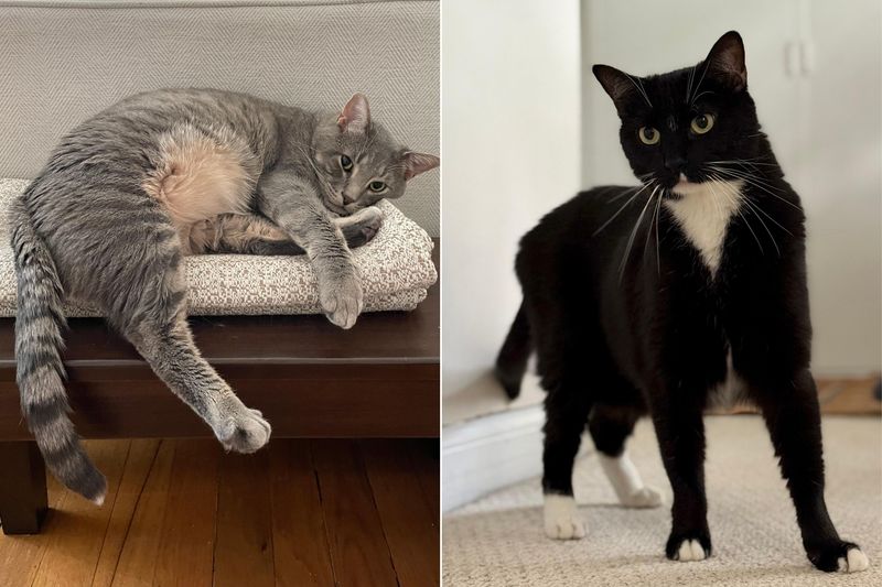 Chicken and Tonks Goldsmith are your final contestants in the Register's Iowa's Cutest Cat contest!