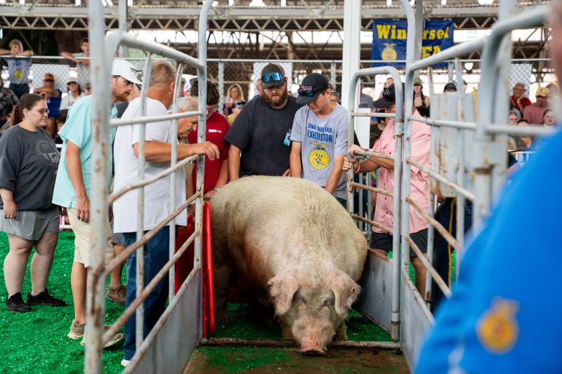 Zoomer steps up onto the scale for the Big Boar contest at the Iowa State Fair on Aug. 13, 2026, at the Iowa State Fairgrounds. Zoomer won the competition by just six pounds.