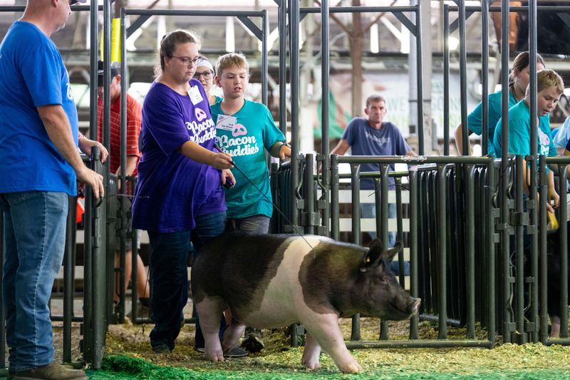 Paige Grave of Des Moines enters the ring with her pig for Bacon Buddies on Aug. 15, 2026, at the Iowa State Fairgrounds.