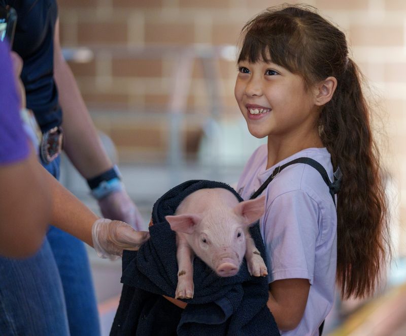 Bree Tedford, 8, holds a piglet at the Iowa State Fair Saturday, Aug. 22, 2026, during the Snuggles and Cuddles Chore Tiime, when visitors are able to get a hands-on experience with baby animals.
