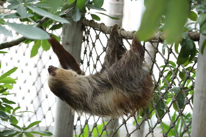 Guests can hang with the sloths while enjoying fine food at Zoobilee, a fundraiser for the Roger Williams Park Zoo, set for June 28.