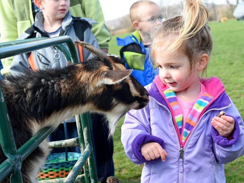 Rachel Layman, of Crimora, is surprised when one of the goats in the petting zoo is as curious of her as she is of it at the Staunton Eggstravaganza Egg Hunt at Montgomery Hall Park on April 4, 2015.