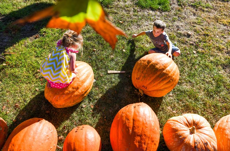 Six-year old Garrett Koch and his sister Abagail, 3, sit next to their pumpkins on display along with others at a past Morton Pumpkin Festival Pumpkin Weigh Off. This year's Pumpkin Festival will feature fewer in-person events and more social distancing.