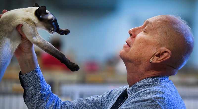 RON JOHNSON/JOURNAL STAR Cat judge Larry Adkison inspects a Siamese during the 40th annual American Gothic Cat Club Show at the Exposition Gardens on Saturday.