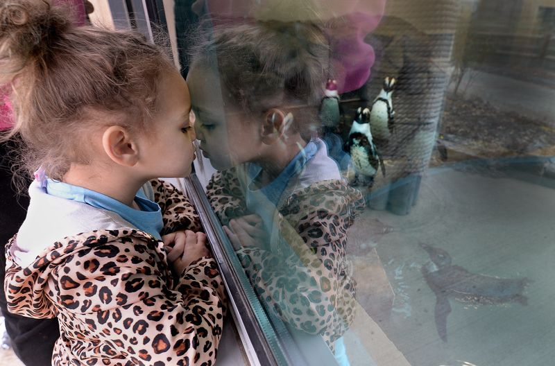 Myonna Phillips, 4, of Springfield presses against the glass to get a good view of the penguins at the Henson Robinson Zoo Saturday April 2, 2022. The zoo has gotten several new penguins.