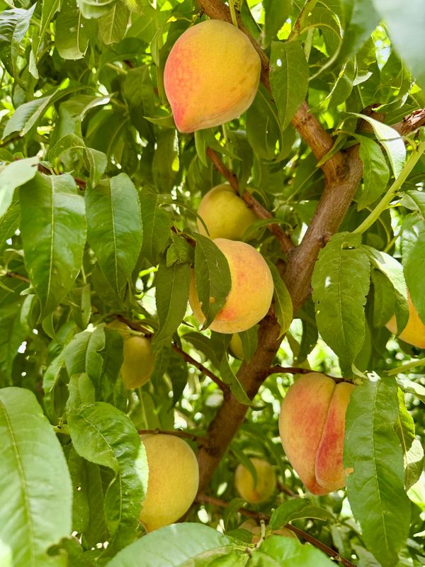 The Idalou Harvest Co will host a Peach Fest on Saturday, June 28.