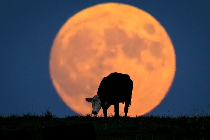 A cow grazes in a pasture as the near-full harvest moon rises over a hilltop in Massena, IA on September 28, 2023. Don't tell Neil Young, but the harvest moon is also referred to as the corn moon because corn is typically ready to be harvested at this time.