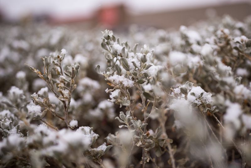 Snow flurries are caught on plants on Thursday, Jan. 9, 2025, in Downtown El Paso, Texas.