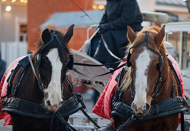Two beautiful horses adorned in bright red blankets await their carriage duties in a cheerful winter atmosphere.
