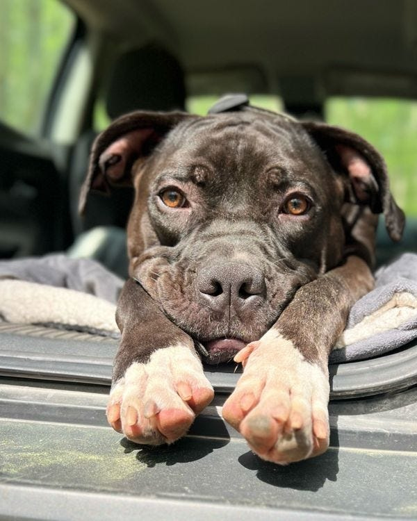 From the Land of Lincoln, Thor is a rescue dog who was given a second chance. After some decompression and training at home in Alton, Illinois, he's one of the best friends his owner has ever had.