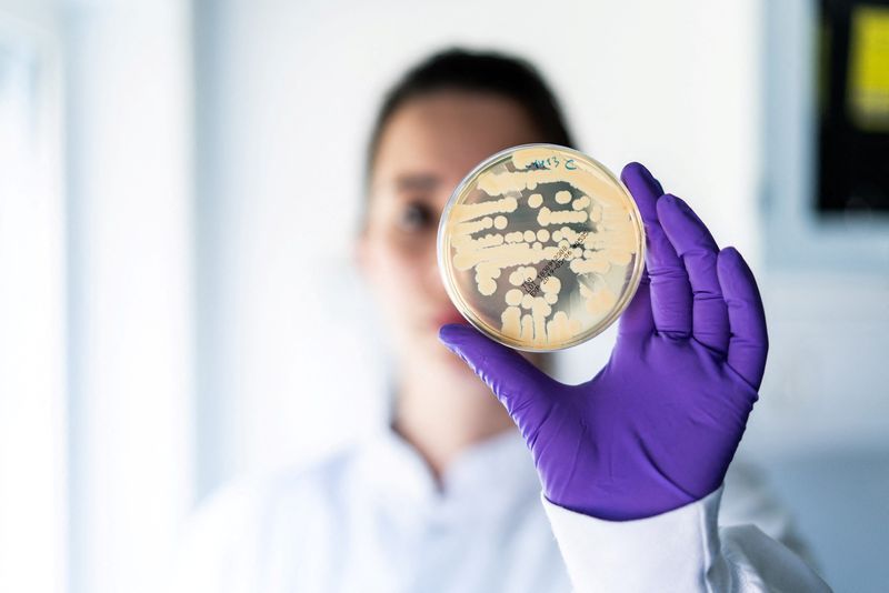 Undated handout picture of a Bavarian Nordic research team member holding a petri dish obtained by Reuters on August 16, 2024.   Bavarian Nordic/Mikkel Inumineq/Handout via REUTERS  THIS IMAGE HAS BEEN SUPPLIED BY A THIRD PARTY