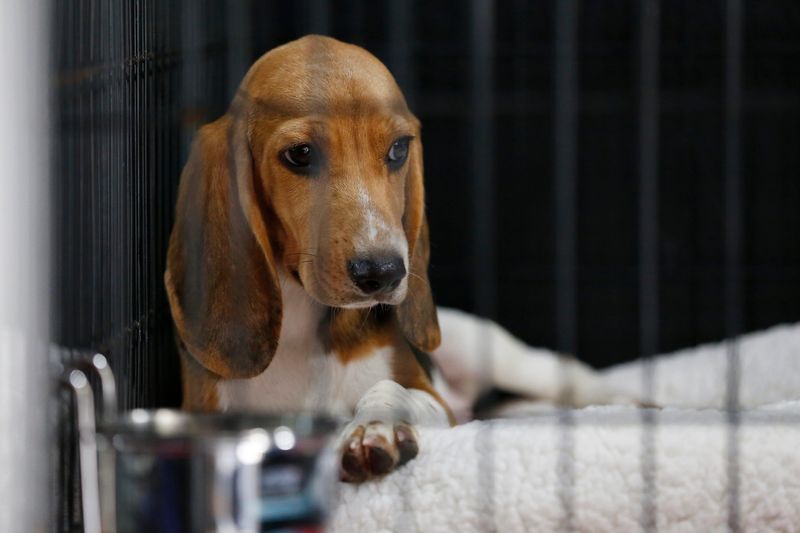 One of the beagles rescued from a Envigo facility in Virginia arrives at the Athens Area Humane Society in Athens, Ga., on Wednesday, Aug. 17, 2022. Athens received five of the 4,000 beagles that were rescued after the Department of Justice alleged the Envigo facility in Virginia violated the Animal Welfare Act. The five dogs will be placed in foster care to help rehabilitate them before attempting adoption.