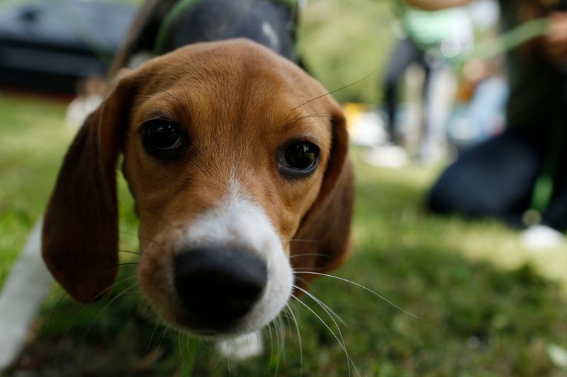 The beagles rescued from a Envigo facility in Virginia got to play outside on the grass and in the sunshine after arriving at the Athens Area Humane Society in Athens, Ga., on Wednesday, Aug. 17, 2022. Athens received five of the 4,000 beagles that were rescued after the Department of Justice alleged the Envigo facility in Virginia violated the Animal Welfare Act.
