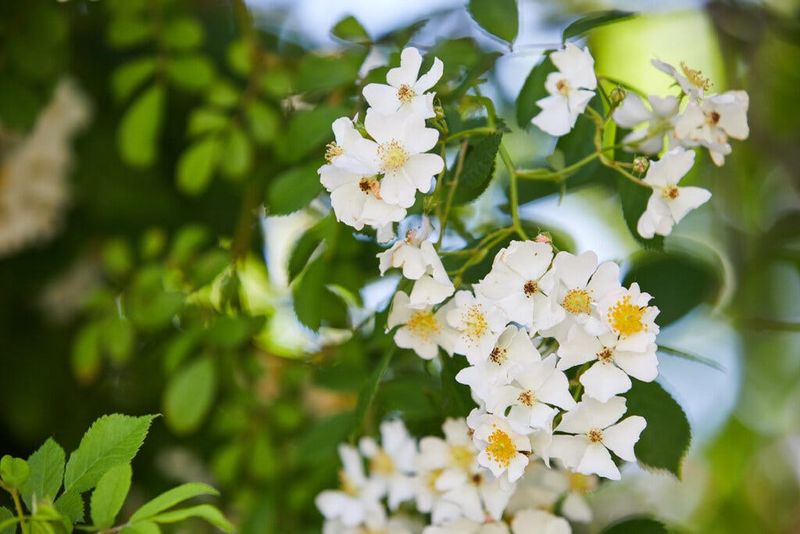 Multiflora roses line the sidewalks in Sandwich along Shawme Lake.