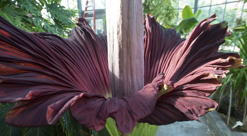 Amorphophallus titanum blooms in IU's Jordan Hall greenhouse in 2016. The "corpse flower" emits a foul odor during its limited bloom to attract insects for pollination. David Snodgress | Herald-Times
