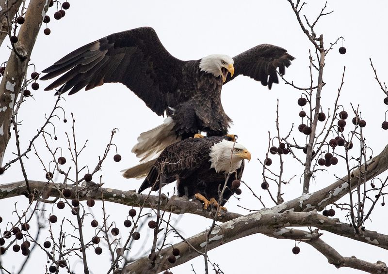 The Greenfield Eagles engage of ritual of spring a tree near their nest in a grove of trees near the intersection of Hickory Blvd and E New Road in Greenfield.