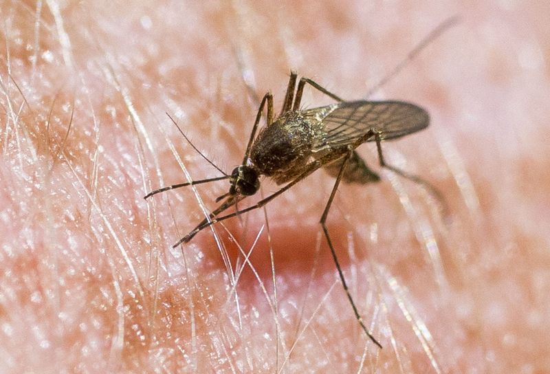A mosquito feeds a few years ago in South Bend.