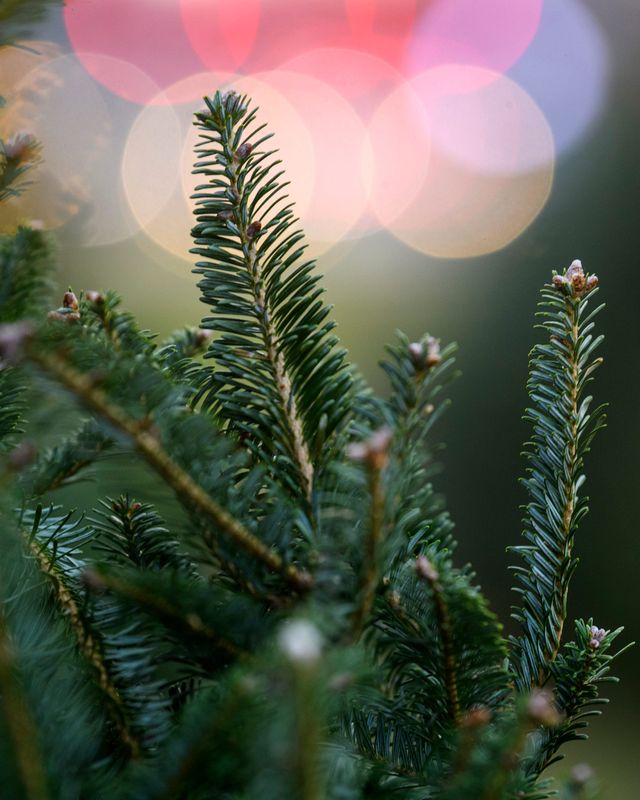 A Frasier Fir Christmas tree sits out for customers to look at and purchase at Farm 57 in Evansville, Ind., Friday evening, Nov. 27, 2020.