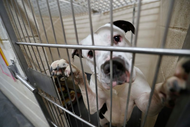 A dog makes an inquisitive look as he greets a visitor in one of the dog kennels Wednesday, Feb. 24, 2021 at Indianapolis Animal Care Services.