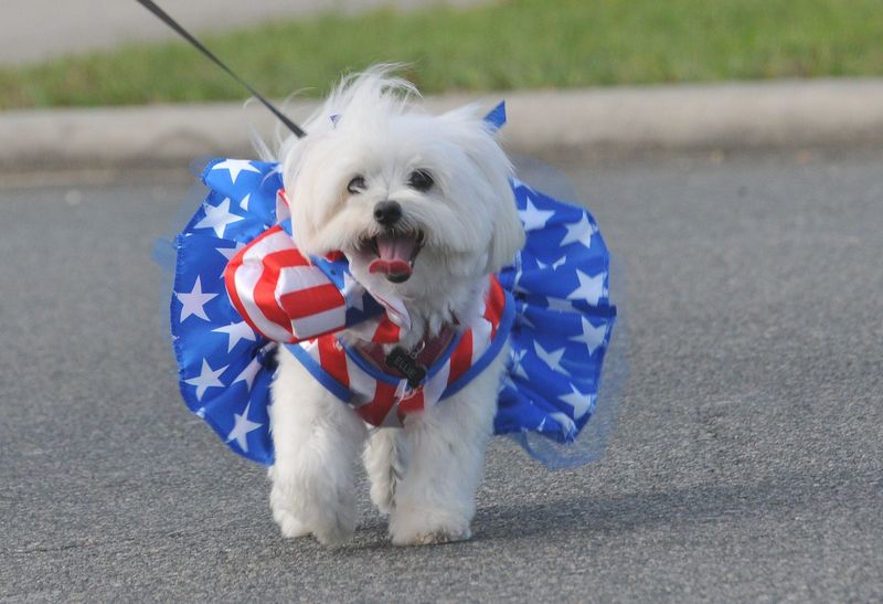 A dog is in the patriotic spirit during the Georgefest dog jog Feb. 23, 2019, in Eustis, Florida.