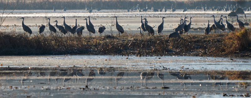 Sandhill cranes hang out in the marsh of the Jasper-Pulaski Fish & Wildlife Area where they spend the night Tuesday, Nov. 14, 2023 in Medaryville, Ind. The birds stop over at the nature preserve during their fall migration to the south for the winter. In the morning, they fly out for the day to find food to eat.